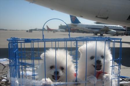 江海区宠物航空托运